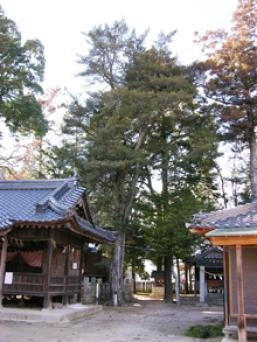美袋八幡神社のラカンマキ