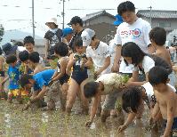 田植え