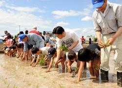 田植えをする市長