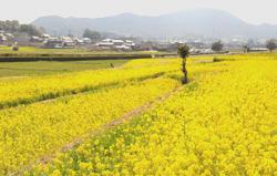 こうもり塚古墳南の菜の花