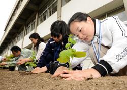 植え付けを行う新採用職員