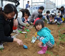 夏野菜の植え付けをする参加者