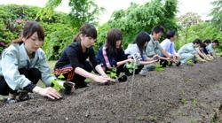 新規採用職員が植え付ける