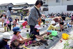 野菜の苗の植え付け