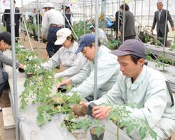 ミニトマトを植える