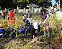 赤米の稲を刈る相川さん