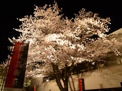 ライトアップされた桜