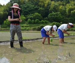 田植え