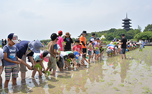 田植え