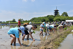 田植え