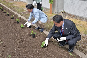 ゴーヤの植え付け