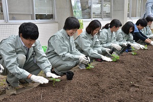 ゴーヤの植え付け