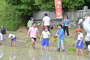 赤米田植え