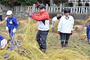 赤米の稲刈り