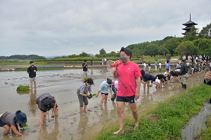 赤米田植え