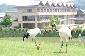 野外放飼場(池)に初登場