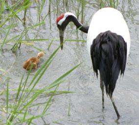 親鳥のそばでチャプチャプ水浴び