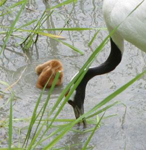 親鳥のそばで水浴びするヒナ