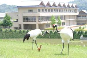 野外放飼場(池)に初登場