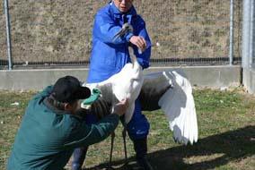 羽根を抜く飼育員に抗議するノゾミ