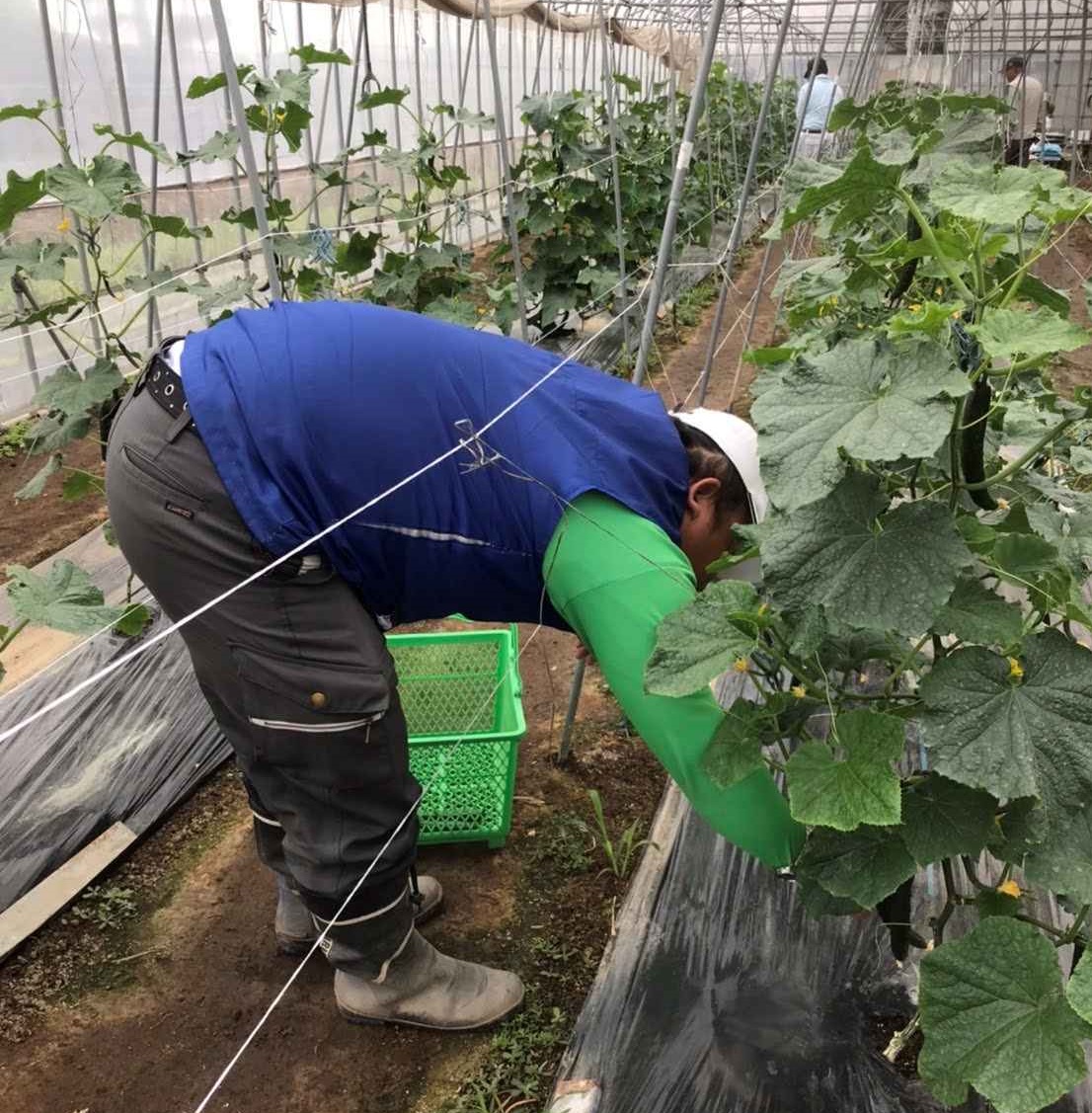 定植準備