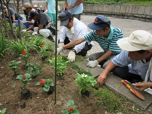 植え替え作業