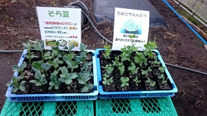 豆類