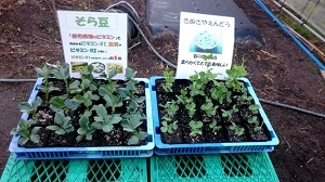 豆類