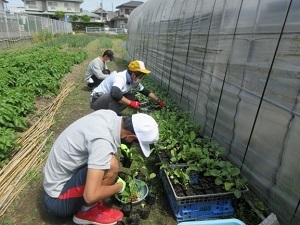 野菜作り