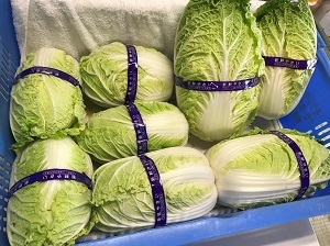 白菜