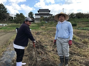 里芋の収穫