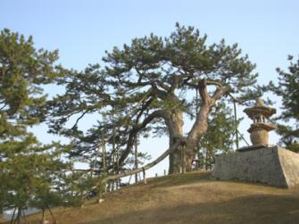 角力取山の大松