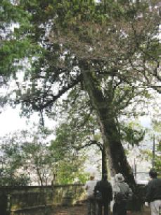 八幡神社のいぶき