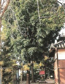 なぎ