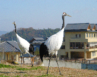 タンチョウ