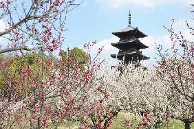 早春の国分寺