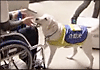 介助犬デモンストレーション