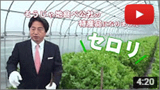 初採り　セロリ