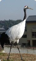 市の鳥「タンチョウ」