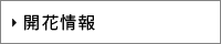 開花情報