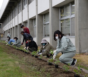 21日　緑のゴーヤカーテンで市役所を涼しくの画像