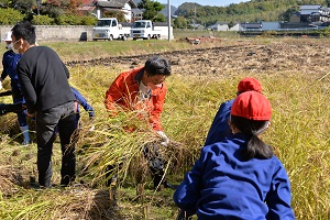 7日　赤米の稲刈りへの画像1