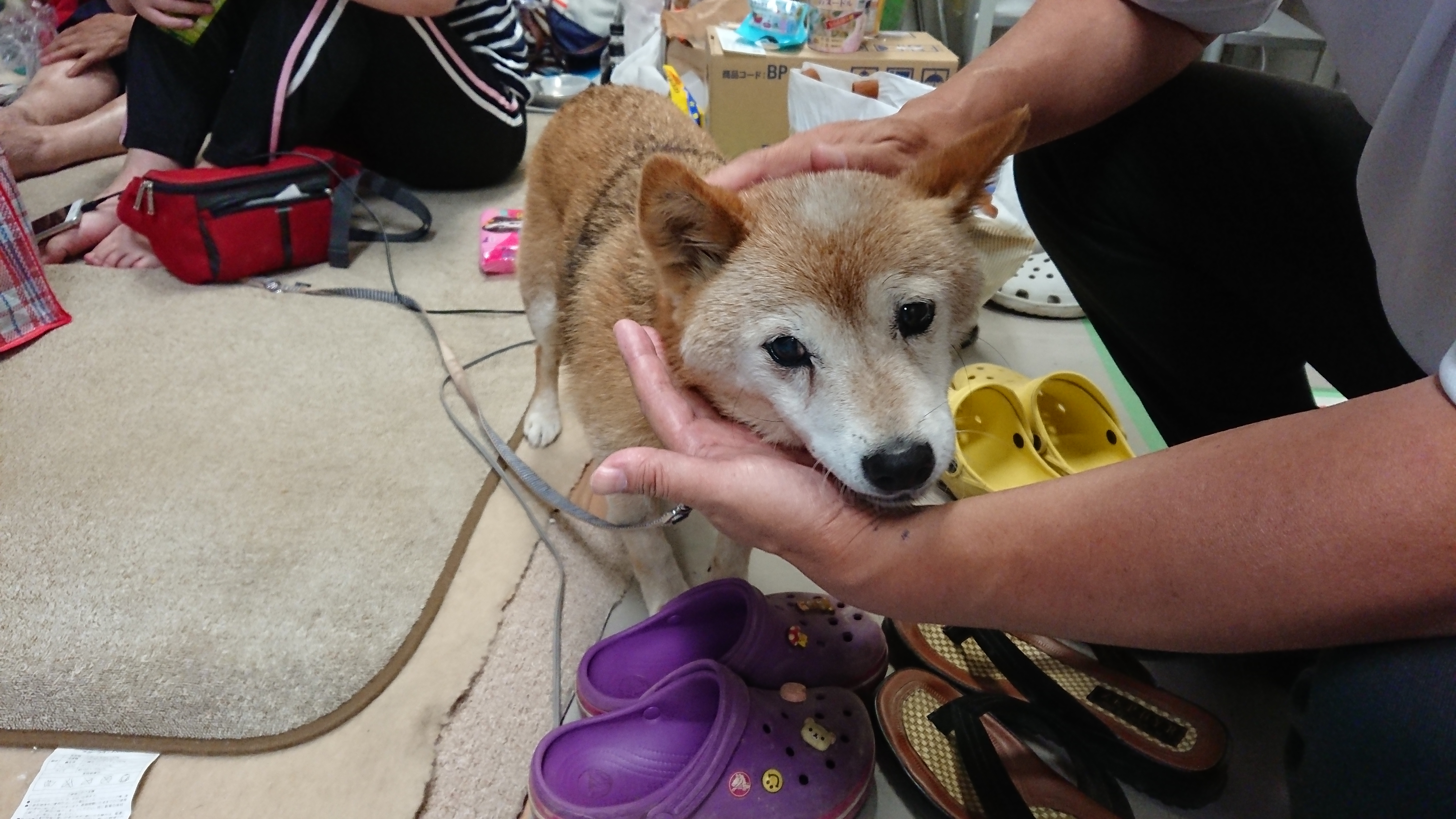 ペット専用避難所開設の画像