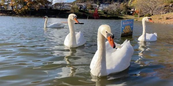白鳥の名前が決定しました!の画像