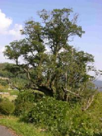 滝山のカゴノキ