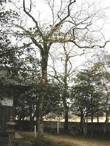 むくろじ（2本）