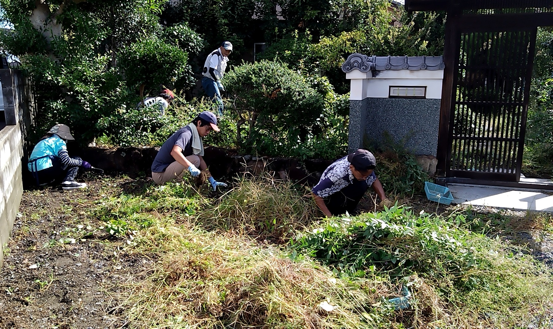 草取り作業の画像