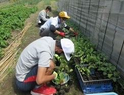 野菜作りの画像
