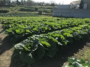 白菜畑の画像