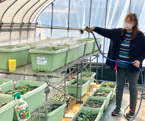 イチゴの水やりの画像